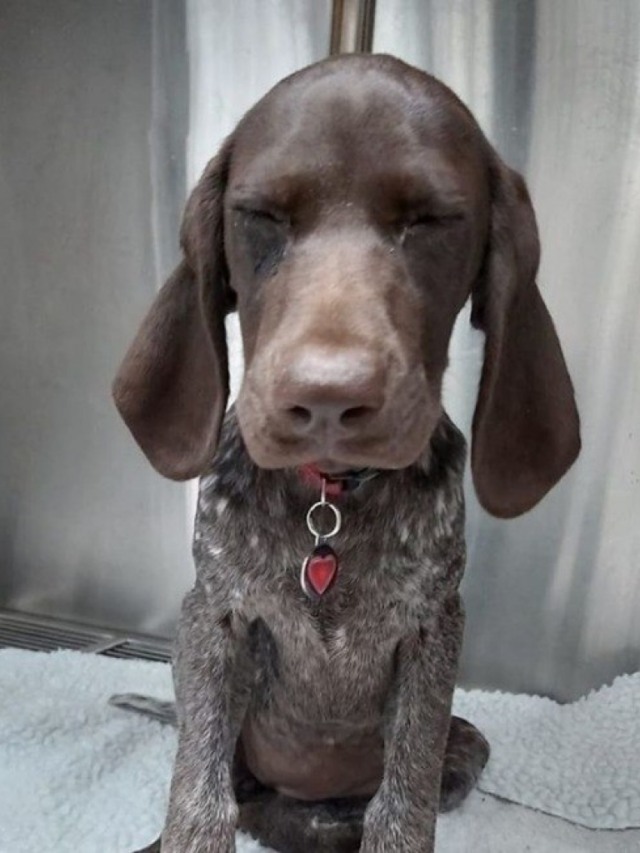 Cachorro come aliança de noivado de dona; veja seu raio X
