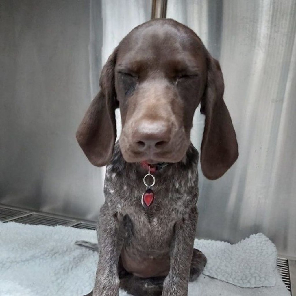 Cachorro come aliança de noivado de dona; veja seu raio X