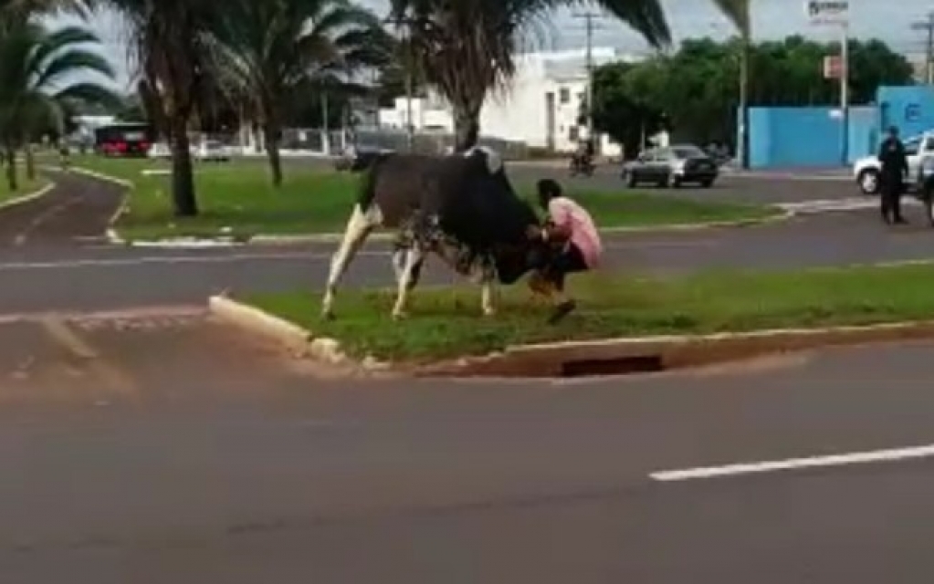 Touro perfura pulmão de homem e ataca policiais e repórteres em avenida; veja