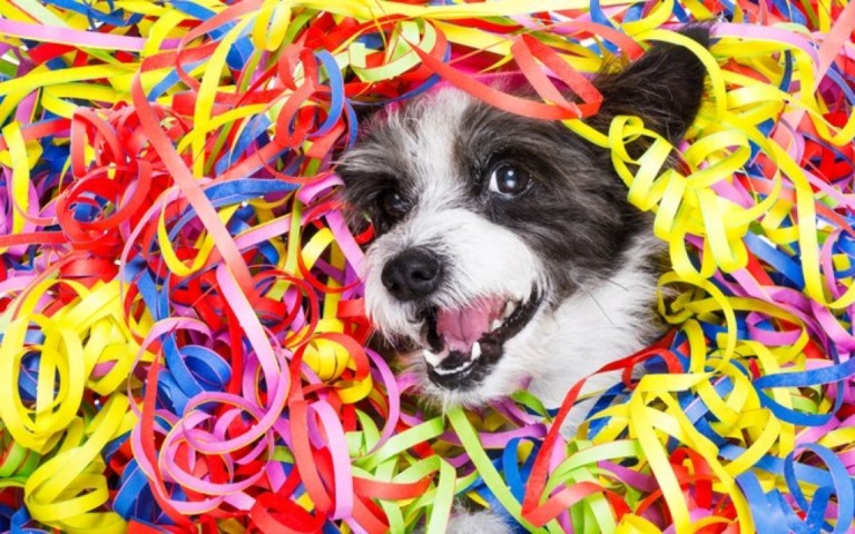 Como curtir o carnaval com o pet em segurança? Veterinária e dona dão dicas