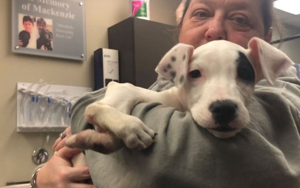 Cachorrinha nasce com cinco patas e é acolhida por abrigo