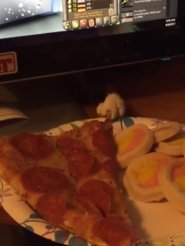 Dona filma ação de gato para roubar pizza; vídeo é hilário