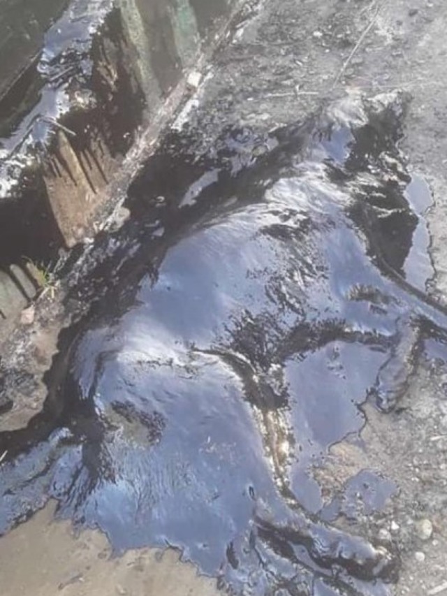 Antes e depois de cadela encontrada coberta de piche impressiona