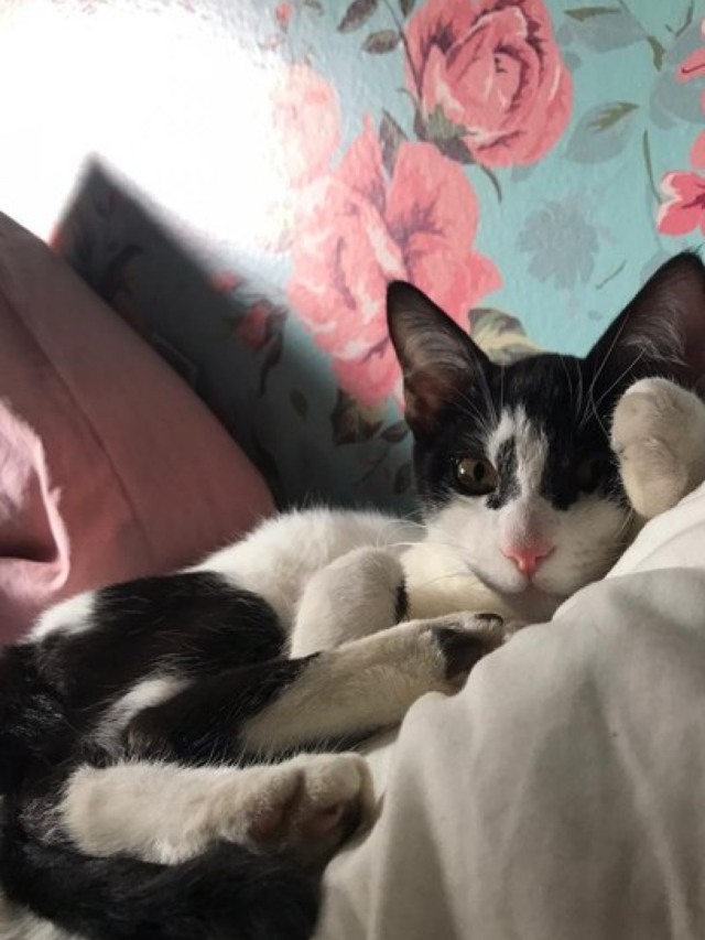 Donas quebram mitos e contam a experiência de ter um gato