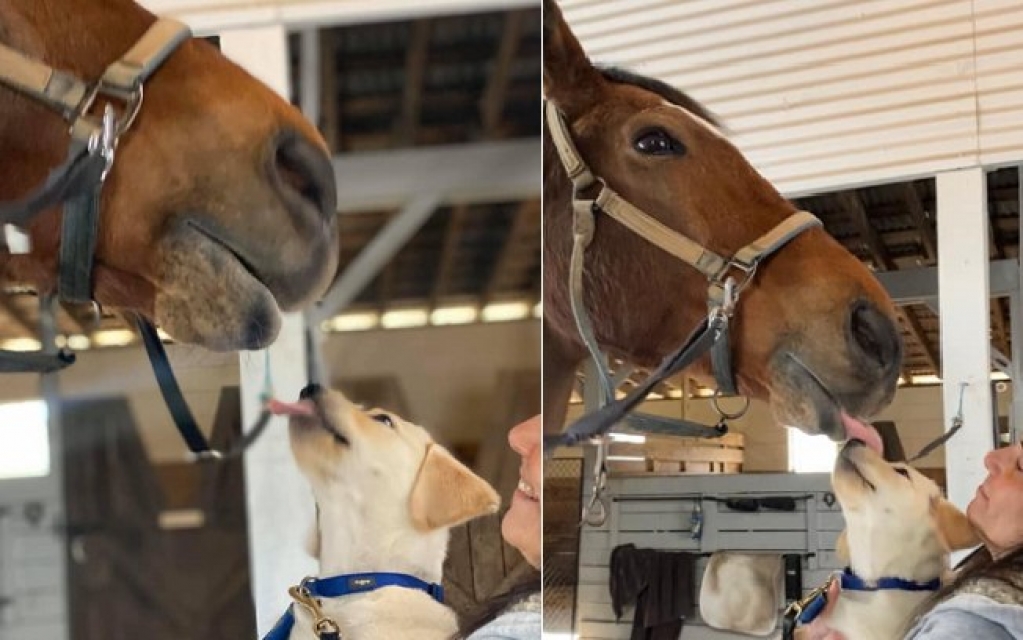 Fazendo amizade, filhote de cachorro ganha lambida de cavalo