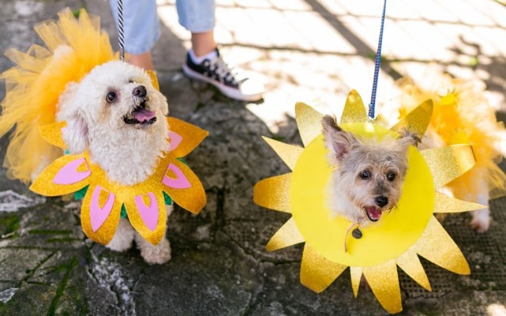 Confira lista de bloquinhos para curtir o carnaval com o pet em SP