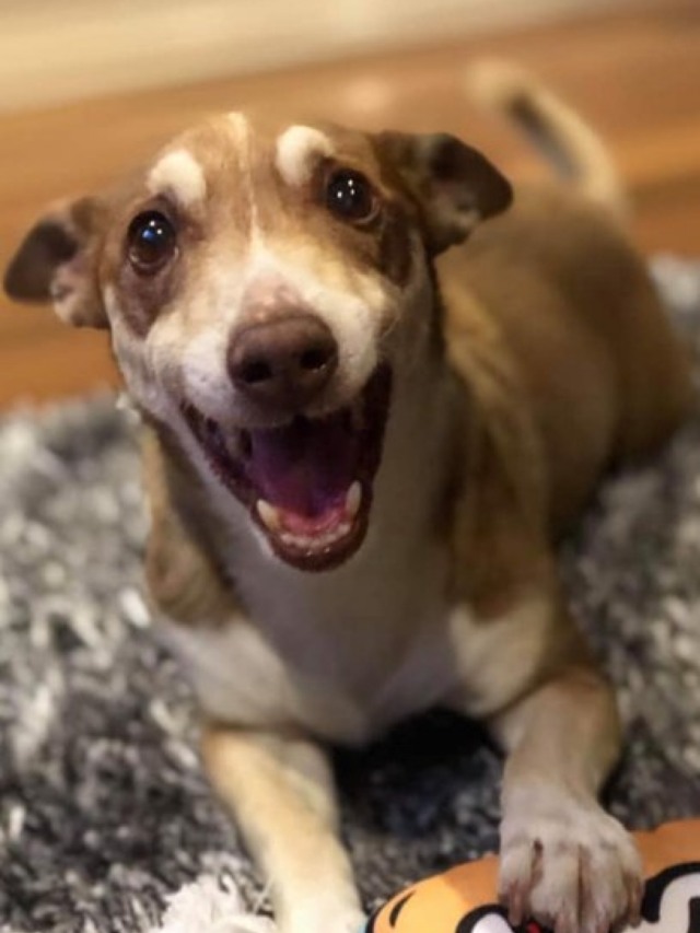 Cachorro fica empolgado após ganhar festa de aniversário pelos seus 13 anos