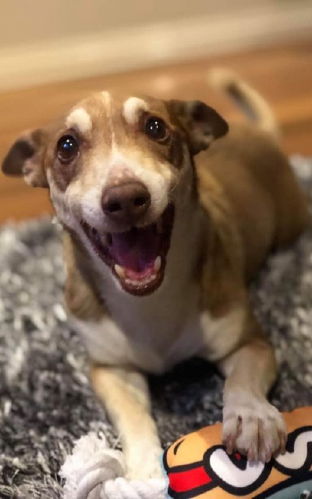 Cachorro fica empolgado após ganhar festa de aniversário pelos seus 13 anos