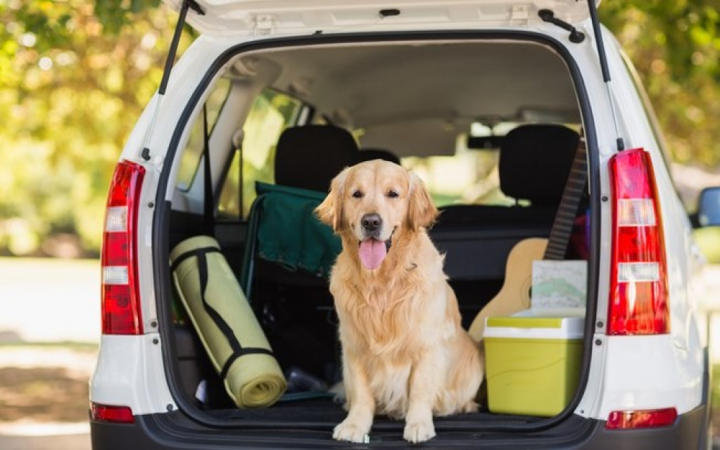 Vai viajar com o pet no carnaval? Saiba como fazer o trajeto com tranquilidade