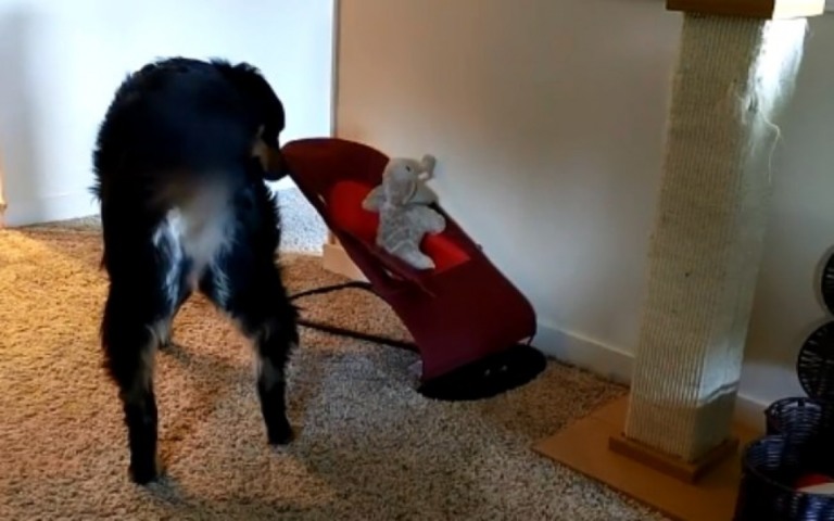Vídeo de cadela colocando brinquedo "para dormir" é muito fofo