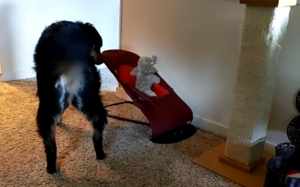 Vídeo de cadela colocando brinquedo "para dormir" é muito fofo