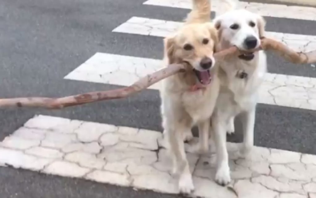 Em vídeo hilário, cadela corre para ajudar filhote a pegar graveto gigante