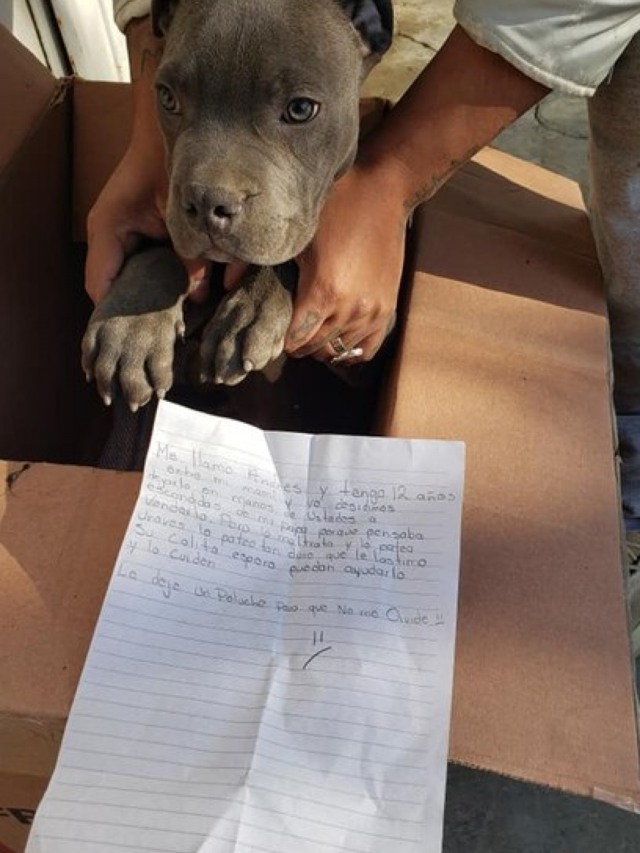 Garotinho abandona seu cão em abrigo e deixa carta emocionante
