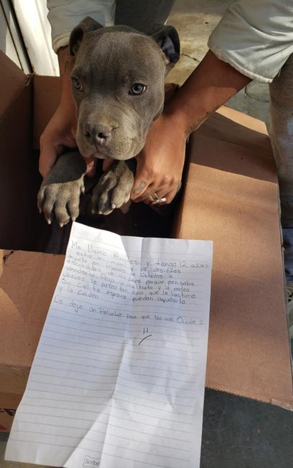 Garotinho abandona seu cão em abrigo e deixa carta emocionante