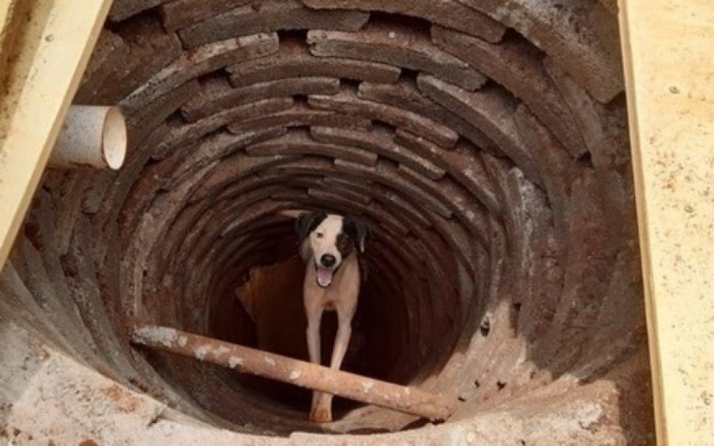 Cachorro é resgatado após cair em fossa de três metros em Goiás