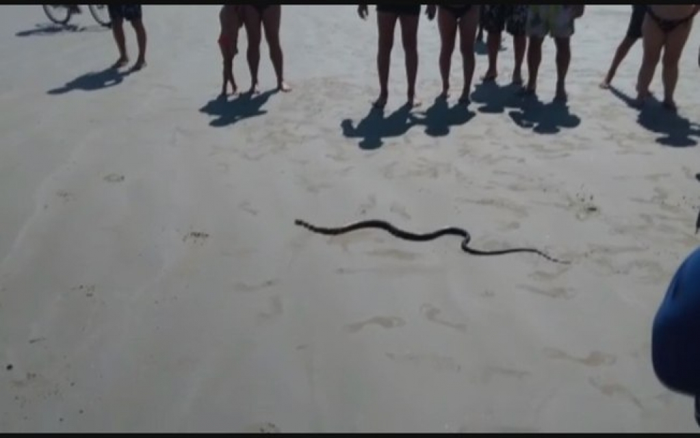 Cobra assusta banhistas em praia de Bertioga durante o feriado