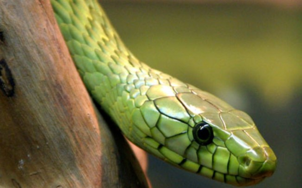 Cobra venenosa é encontrada dentro de sorveteria no Piauí; assista