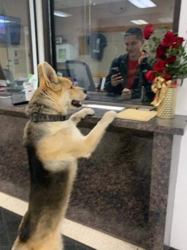 Cão alegra dia de policiais com aparição inusitada na delegacia