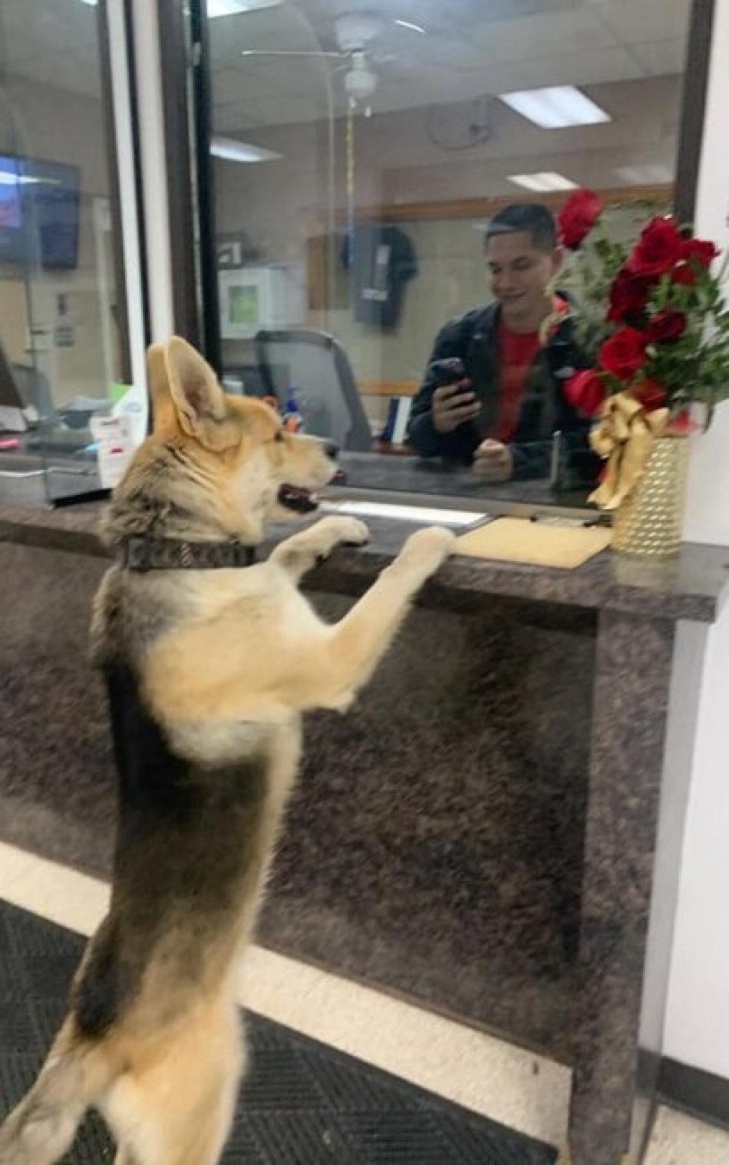 Cão alegra dia de policiais com aparição inusitada na delegacia