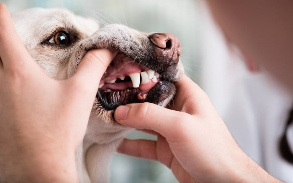 Brinquedos e petiscos rígidos podem fraturar os dentes dos cães