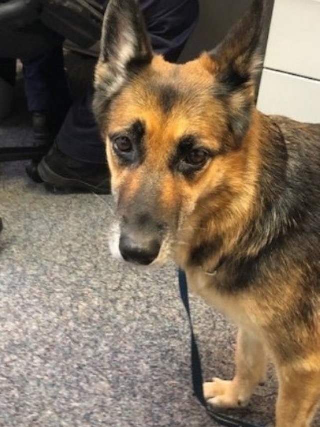 Cachorro salva a vida do dono após barco afundar