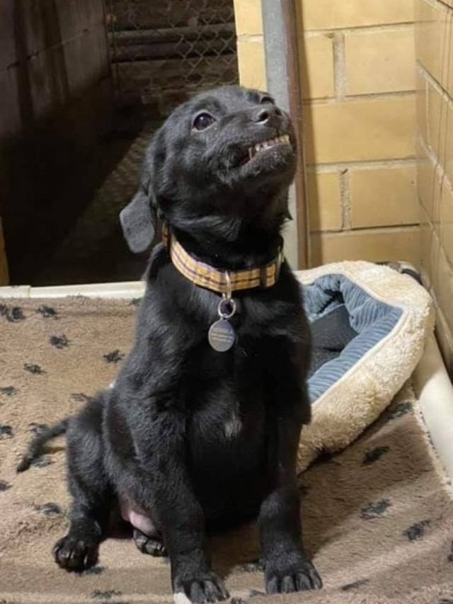 Filhote de cachorro que vive em abrigo sorri para todo mundo que fala com ele