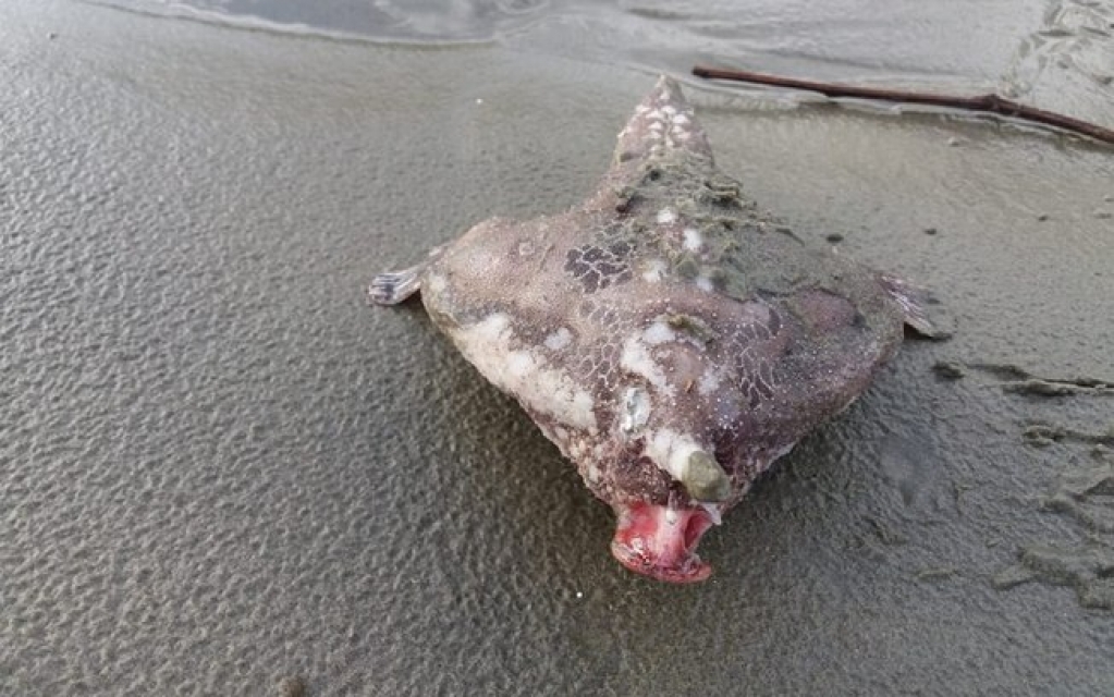 Peixe-morcego em praia no litoral de São Paulo e vira atração