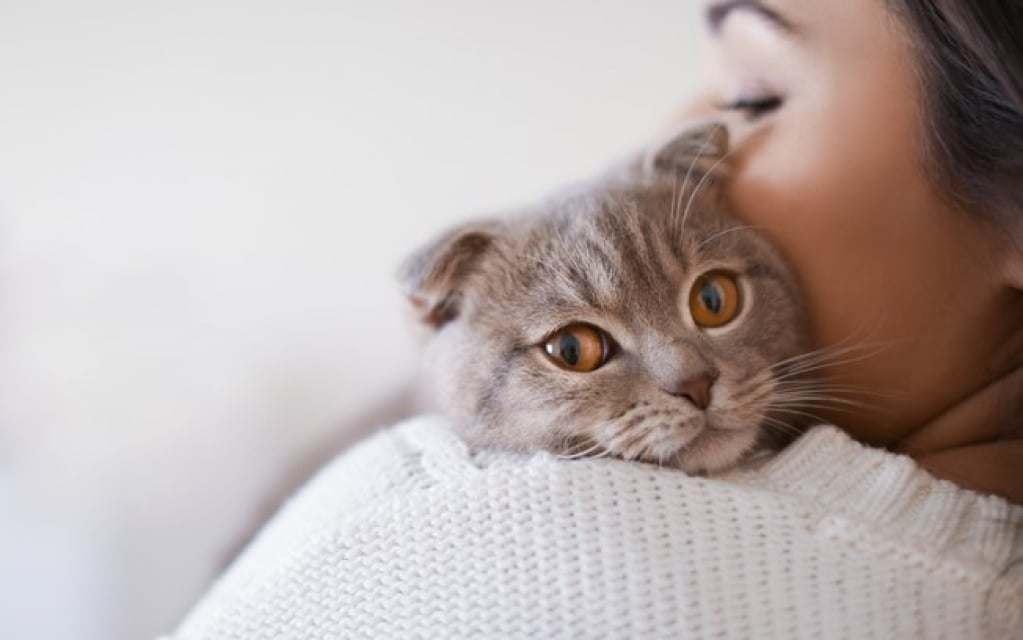 Veterinário responde as perguntas sobre gatos mais feitas no Google