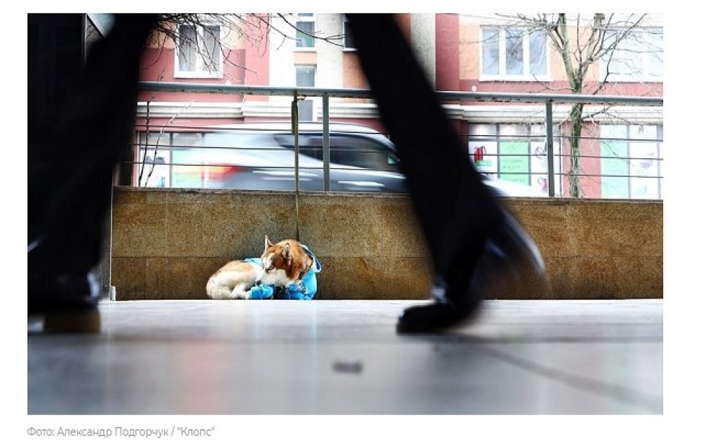 Cão espera dona na porta do trabalho todos os dias