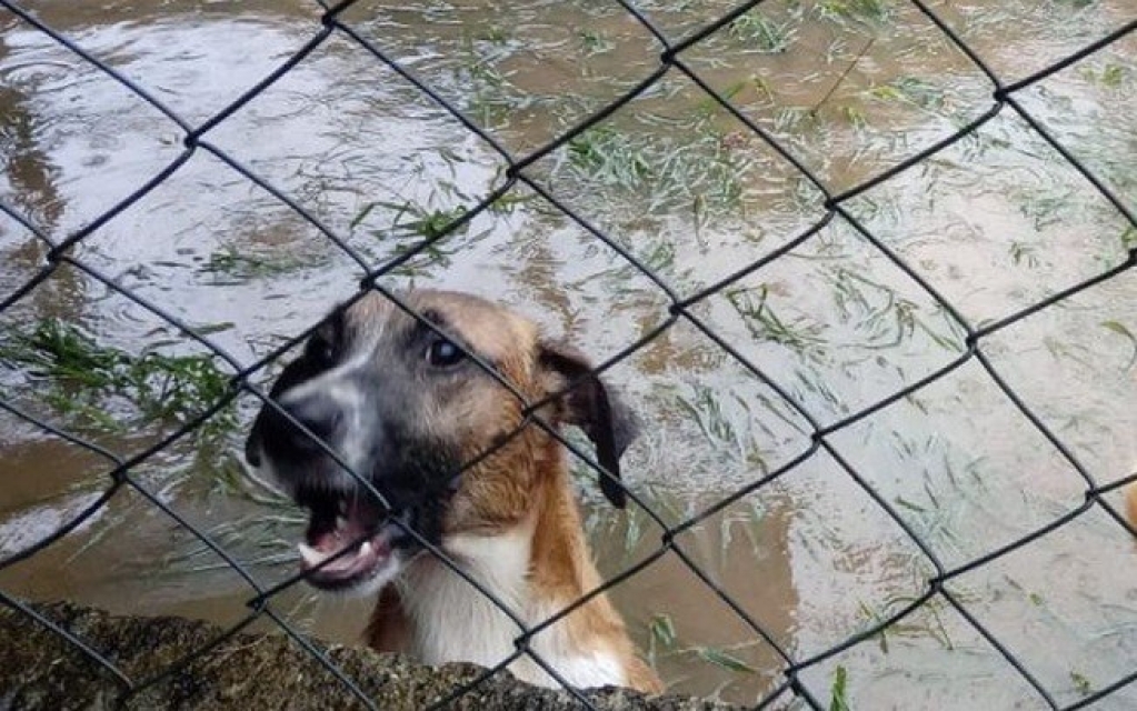 Abrigo de animais fica inundado após fortes chuvas no Rio de Janeiro