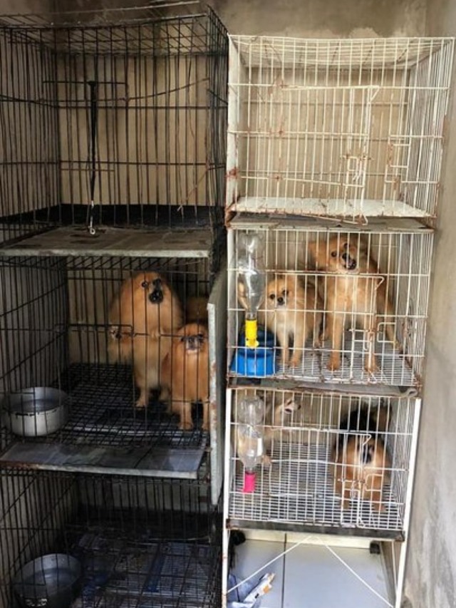 Canil clandestino mantinha cães da raça spitz alemão em gaiolas pequenas