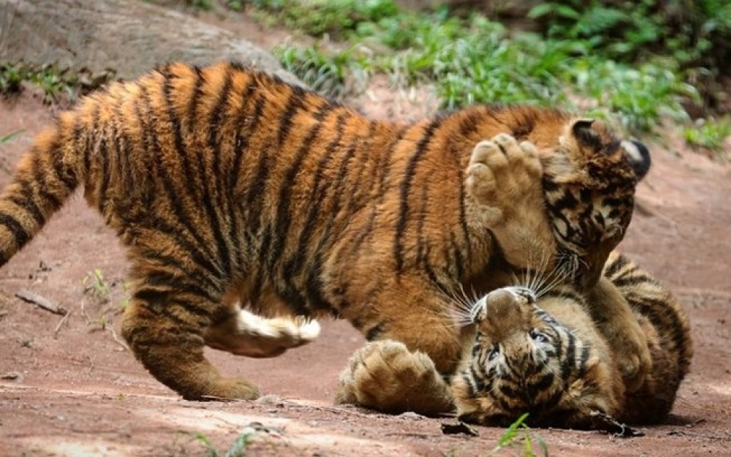 Filhotes de tigres de zoo em Itatiba ganham nomes; confira galeria