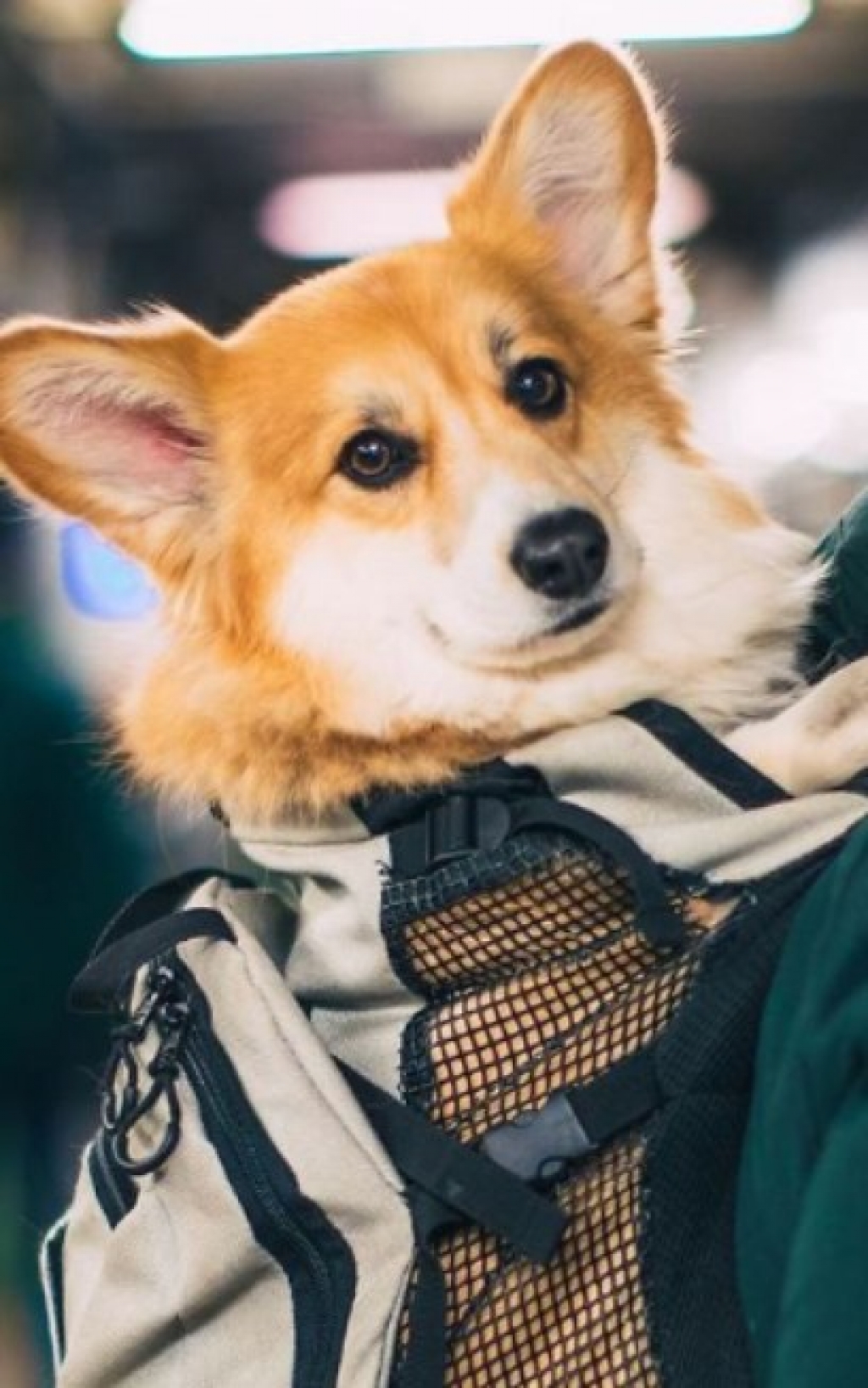 Dentro de uma mochila de costas, cão faz sucesso pelo metrô de NY