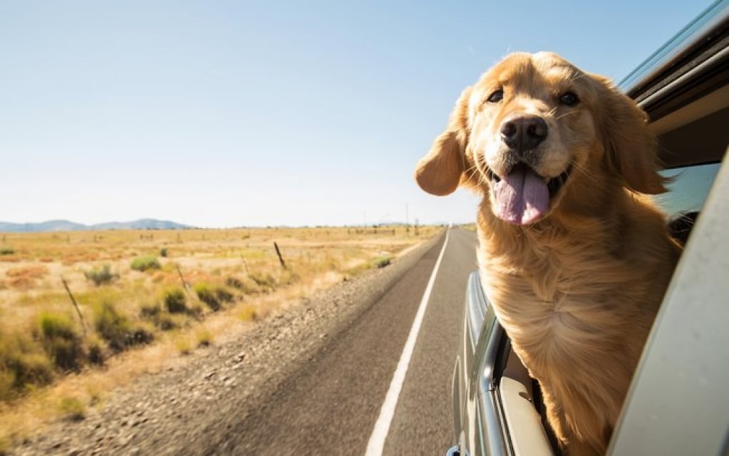 Pode dar dramin para cachorro? Veterinário alerta para cuidados