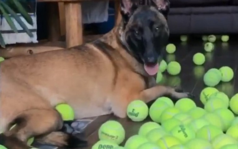 Cão não consegue segurar a emoção ao ganhar 400 bolas de tênis