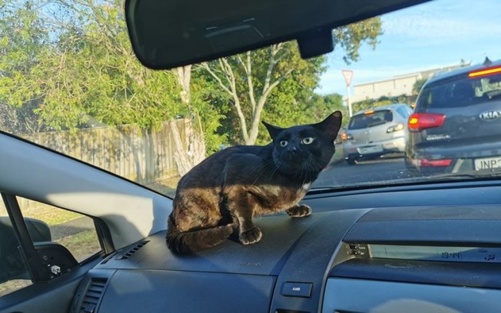 Mulher é surpreendida por gato aleatório em seu carro