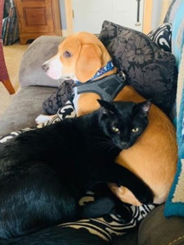 Vídeo de cachorro abraçando gato viraliza e comove internautas