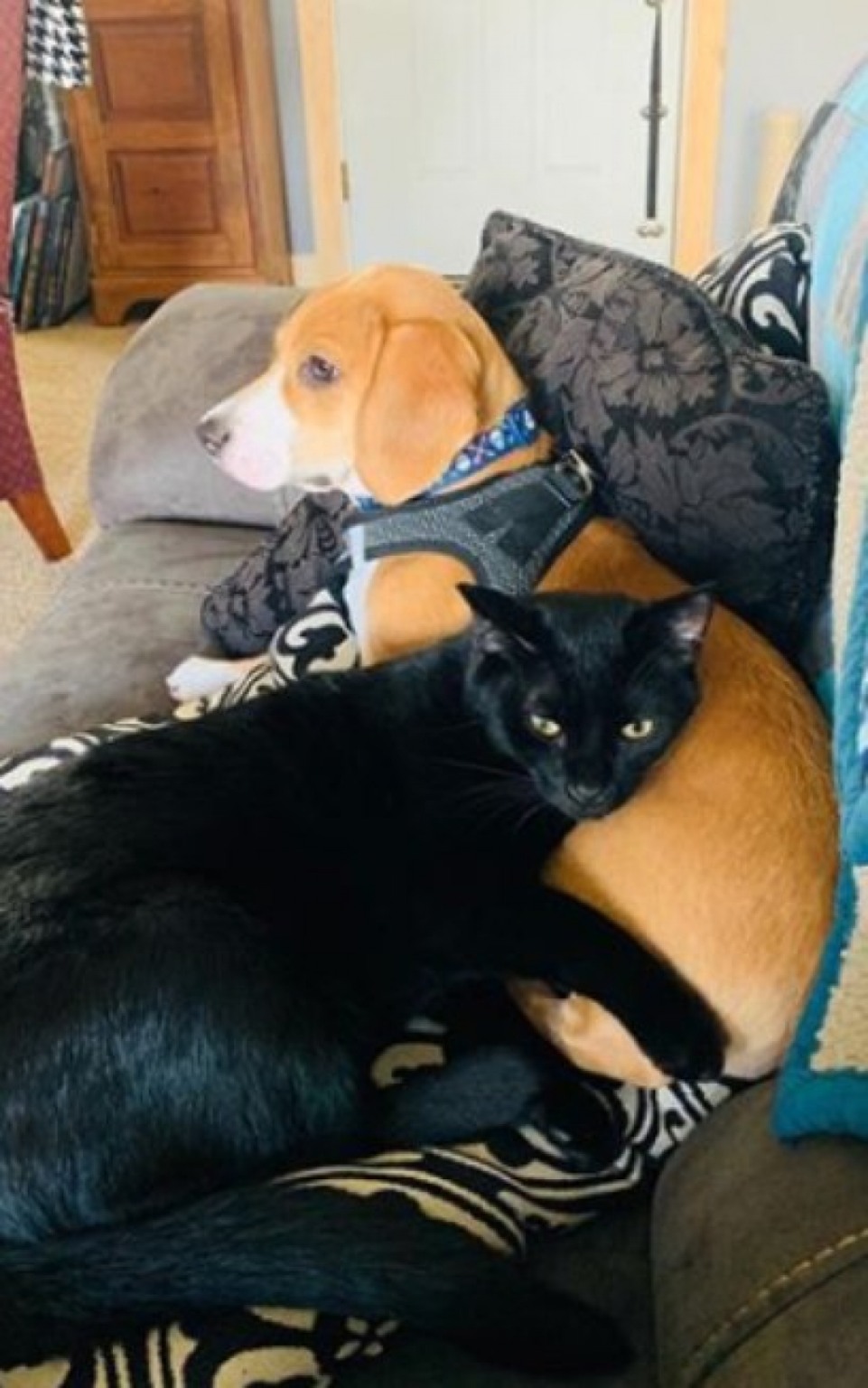 Vídeo de cachorro abraçando gato viraliza e comove internautas Vídeo de cachorro abraçando gato viraliza e comove internautas