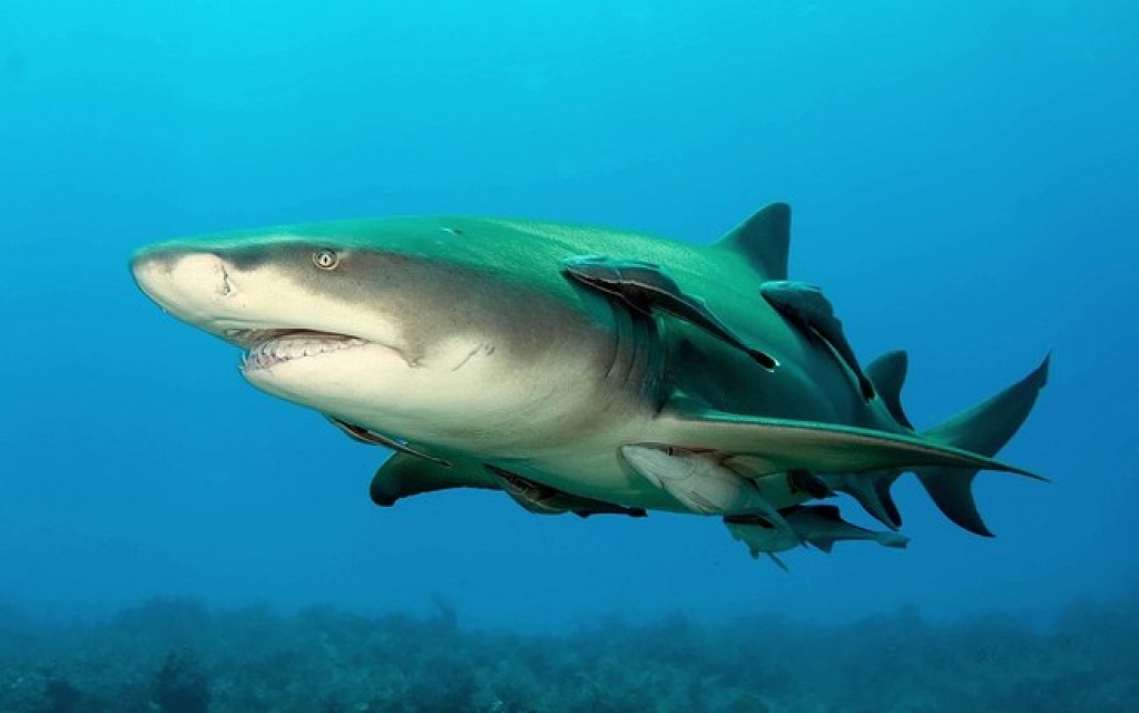 Tubarão morde turista em Fernando de Noronha