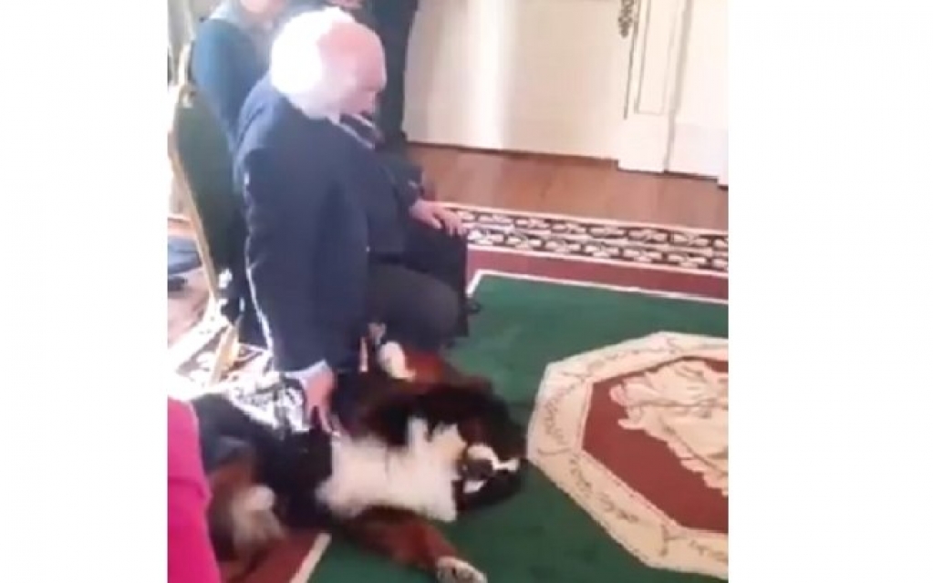 Cão de presidente irlandês invade cerimônia para ganhar carinho; veja vídeo