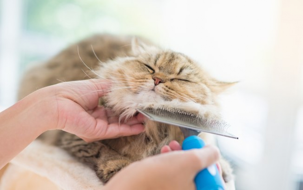 Animais também podem ter caspa! Veterinária explica o problema