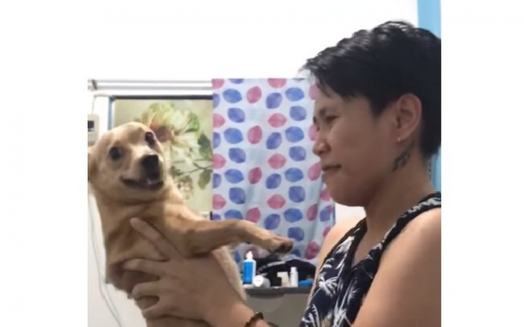 Em brincadeira, dona finge que cachorro é invisível; veja reação dele