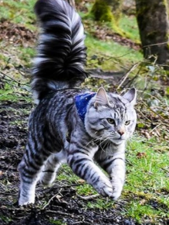Conheça Arlo, o gato que adora caminhar na rua ao lado dos irmãos caninos