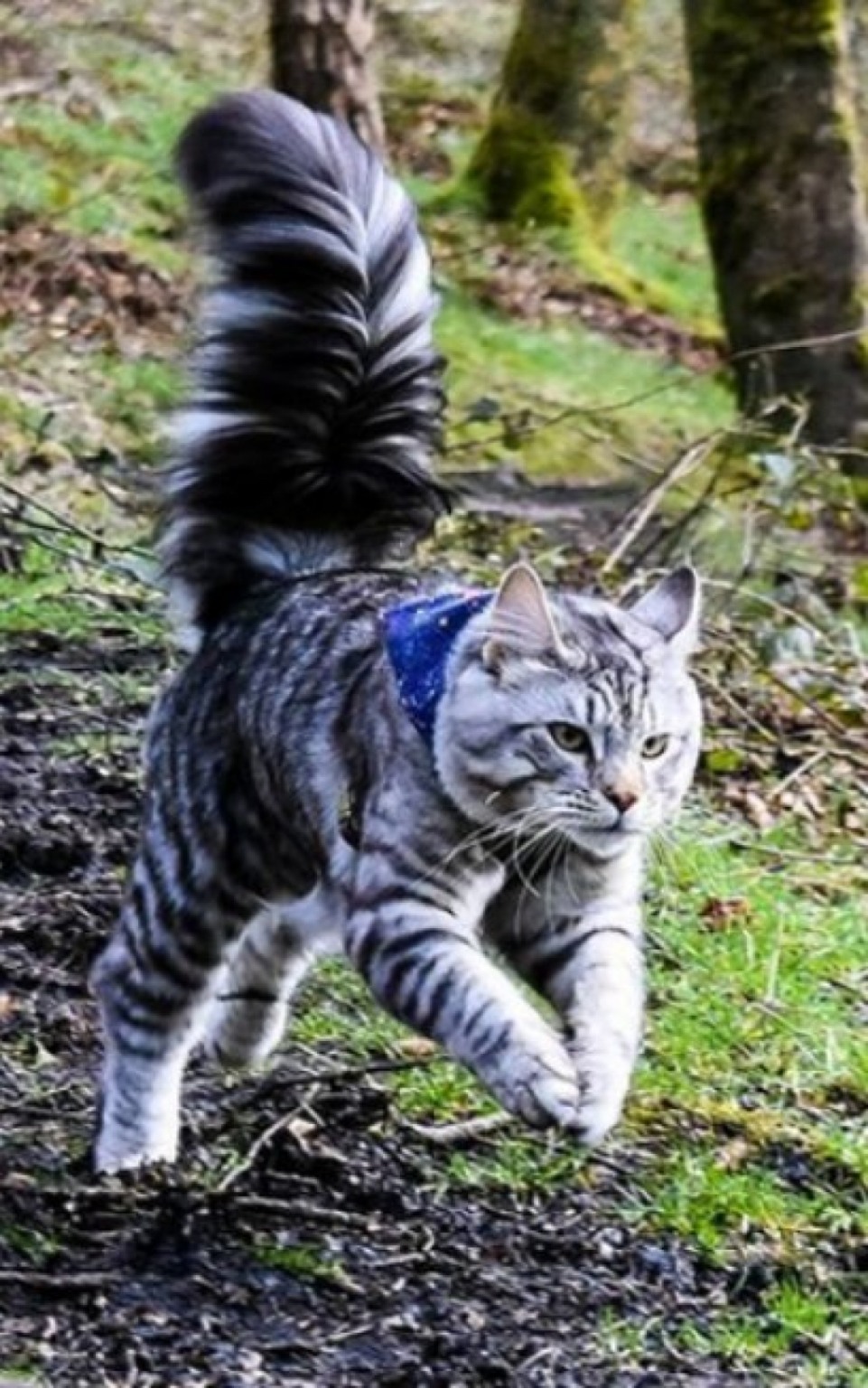 Conheça Arlo, o gato que adora caminhar na rua ao lado dos irmãos caninos Conheça Arlo, o gato que adora caminhar na rua ao lado dos irmãos caninos