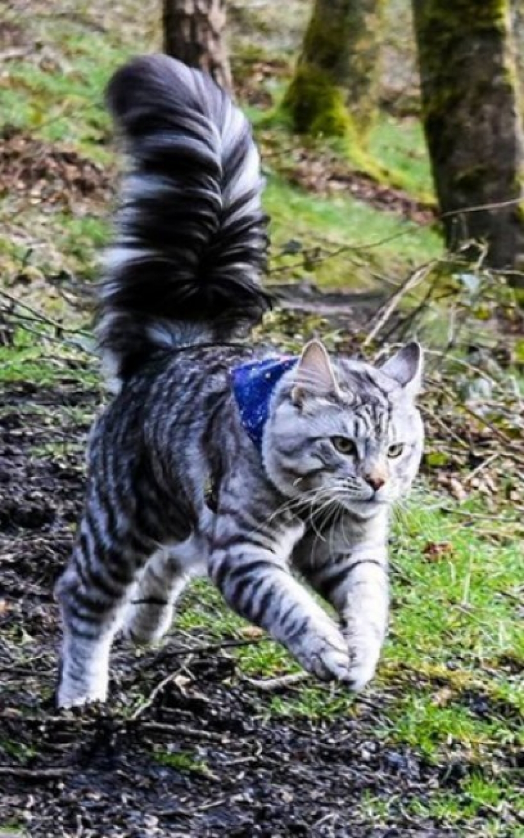 Conheça Arlo, o gato que adora caminhar na rua ao lado dos irmãos caninos