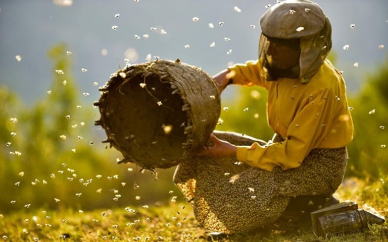 "Honeyland", documentário indicado ao Oscar chega ao cinema com mais estreias