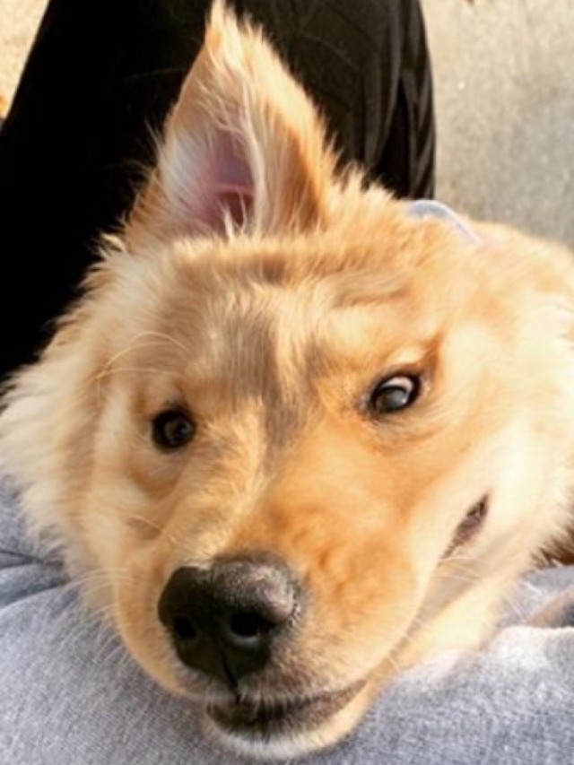 Após acidente, filhote de cachorro fica com uma orelha só no topo da cabeça