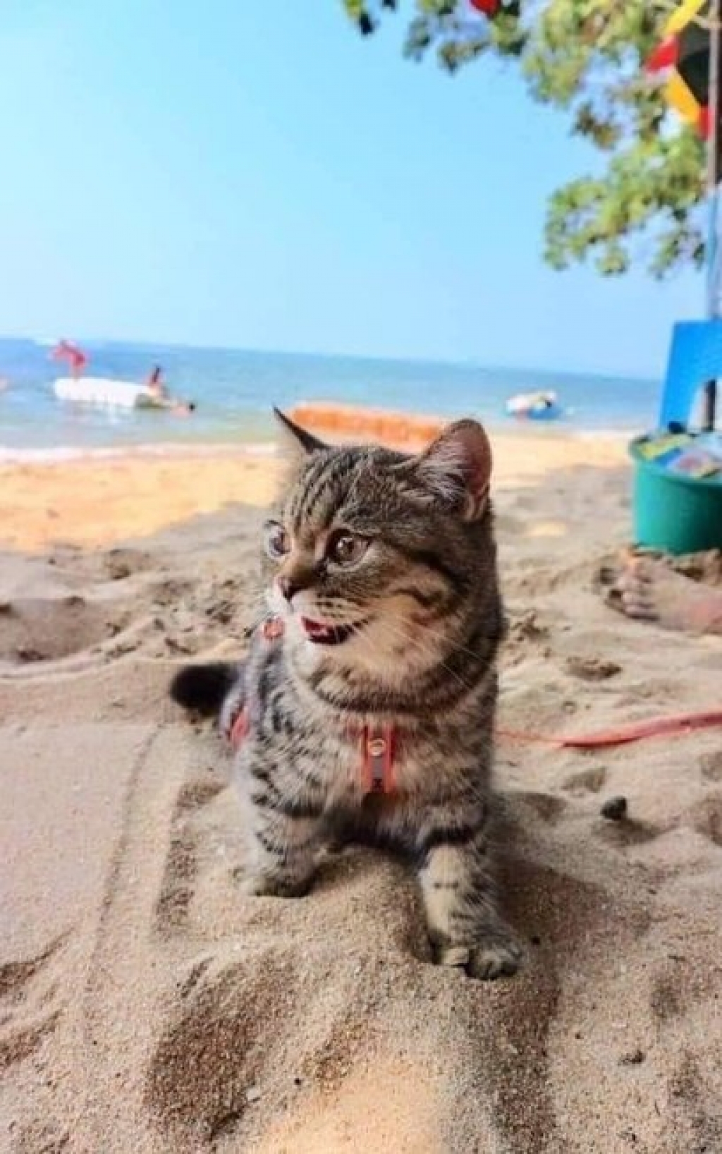 Fotos que mostram a alegria de gato na praia pela primeira vez ganham a internet