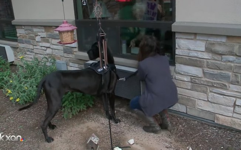 Cão anima idosos pela janela de centro comunitário durante a quarentena