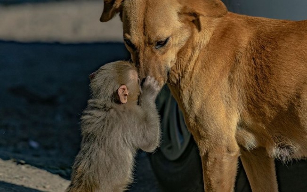 Cachorra grávida acolhe filhote de macaco que teve pais envenenados